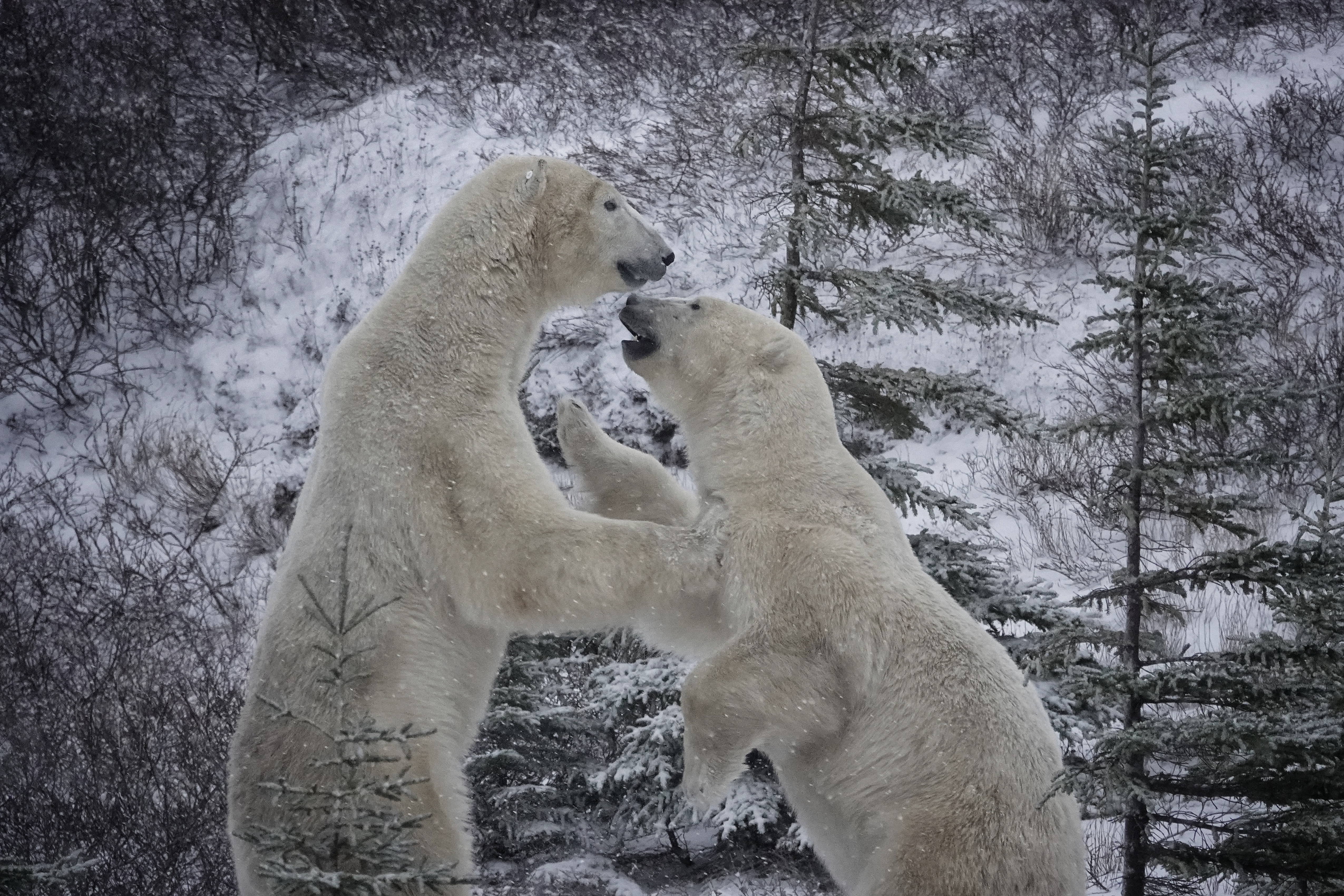 Deux ours polaires à Churchill